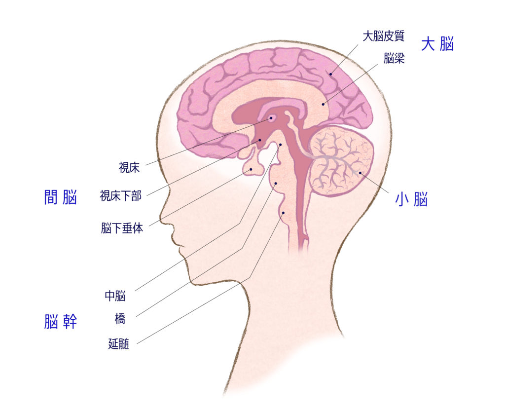 脳梗塞界隈をわかりやすく解説 (4)-1 脳梗塞の症状を知ろう-小脳・間脳・脳幹 編-